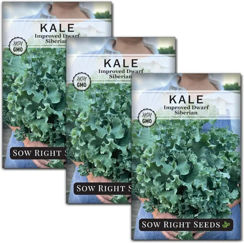 Sow Right Seeds - Semilla de col rizada mejorada siberiana enana para plantar - Paquete de reliquia sin OMG con instrucciones para plantar un huerto