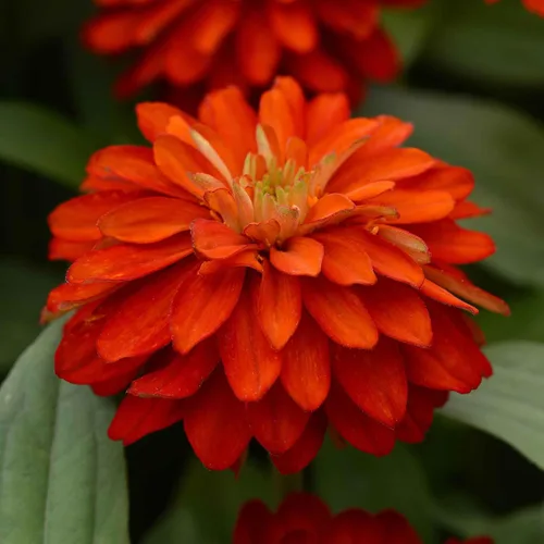 Miniatura 96 de Eden Brothers - Semillas de zinnia, cactus con flores, sin OMG, plantar en primavera, paquete, flores de bajo mantenimiento, zonas 3, 4, 5, 6, 7, 8