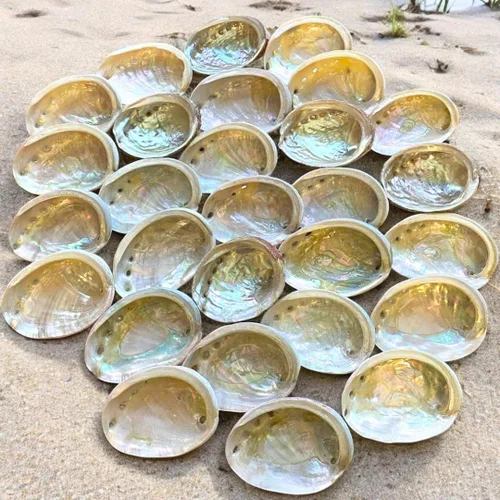 Miniatura 4 de NessaStores 12 conchas de abulón de 2.5 a 3.5 pulgadas Hermoso cuenco de manchas totalmente natural, perfecto para varitas de incienso y un kit