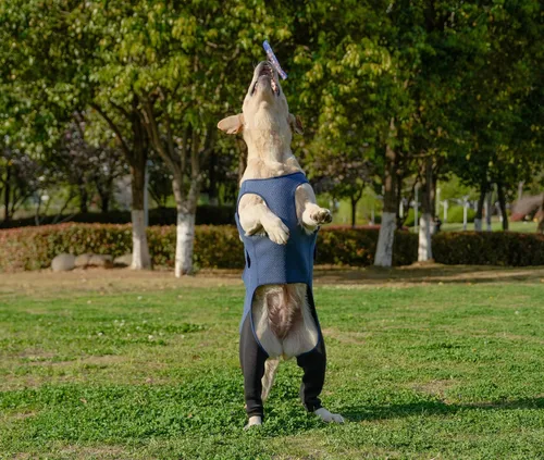 Miniatura 7 de Manga de recuperación de pierna trasera para perro, traje de recuperación transpirable para dejar de lamer y morder firme y seguro