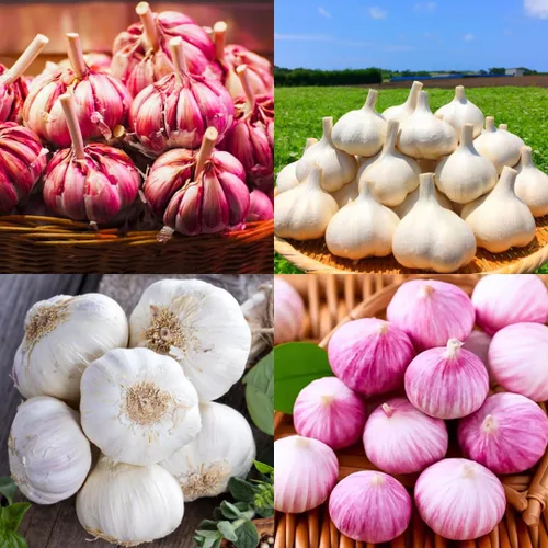 Miniatura 2 de Ajo de cuello duro de 1 libra para plantar en otoño, 8-10 bulbos de ajo Music para plantar, paquete variado de bulbos frescos y de alto rendimiento