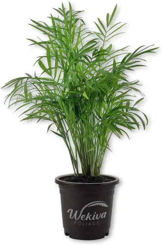Neanthe Bella Parlor Palm - Planta viva en una maceta de 4 pulgadas - Chamaedorea Elegans - Hermosa planta de interior de aire limpio