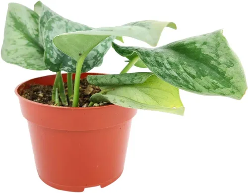 Miniatura 4 de Silver Splash Pothos - Scindapsus Pictus 'Exotica' (maceta cultivadora de 4 pulgadas) – Planta de interior fácil de cultivar – Planta