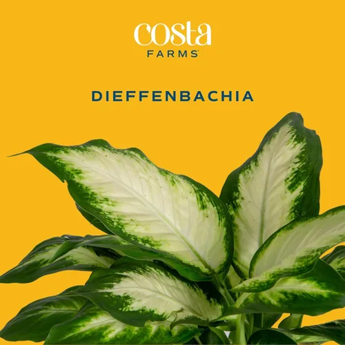 Miniatura 3 de Costa Farms Dieffenbachia, planta viva de caña muda en maceta decorativa, planta de interior fácil de mantener, perfecta para decoración del hogar