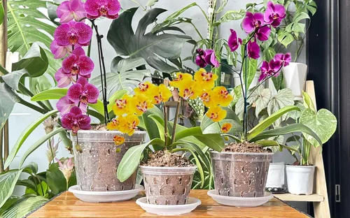 Miniatura 7 de DESOMINOR Maceta de orquídea transparente, macetas de plástico de 4.8 pulgadas, 5.6 pulgadas y 7 pulgadas con agujeros y platillos, macetas