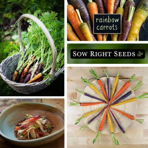 Miniatura 4 de Sow Right Seeds - Semillas de zanahoria Rainbow Mix para plantar - Paquete de reliquia sin OMG con instrucciones para plantar un huerto casero
