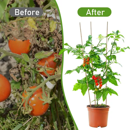 Miniatura 5 de Suzile 60 estacas de bambú a granel, estacas naturales para plantas de bambú para jardín, soporta escalada para tomates, frijoles, vegetales