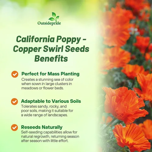 Miniatura 3 de Outsidepride California Copper Swirl - Semillas de amapola para plantar, 100 piezas anuales, tolerantes a la sequía y fáciles de cultivar semillas