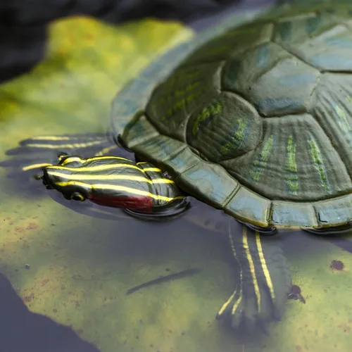 Miniatura 5 de Increíble criatura tortuga deslizante de orejas rojas