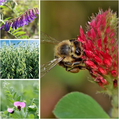Miniatura 2 de Cover Crop Seed Mix Organic - Mezcla de cultivos de cobertura apta para polinizadores y abejas, 1/4 lb ~ 3,800 semillas, mezcla de cultivo