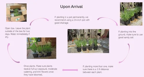 Miniatura 5 de Plantas de lavanda, lavanda, (Lavender Provence)