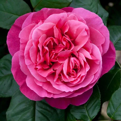 Miniatura 3 de Rosas de té híbridas de reliquia, planta de raíz propia viva para jardín al aire libre, Dee-Lish®, muy fragantes, zonas de rusticidad: 5-9