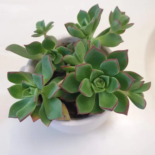 Miniatura 7 de Blissful 5 Rosetas de Aeonium de 2 a 6 pulgadas, raras 5 variedades únicas. Fácil de cultivar, tolerante a la sequía y perfecto para regalos