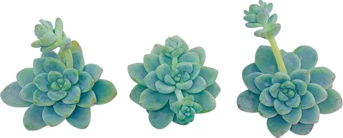 Miniatura 2 de Tallos de suculentas vivas (3 Sedum Clavatum), plantas suculentas vivas, planta suculenta sin raíces, plantas de interior vivas para decoración