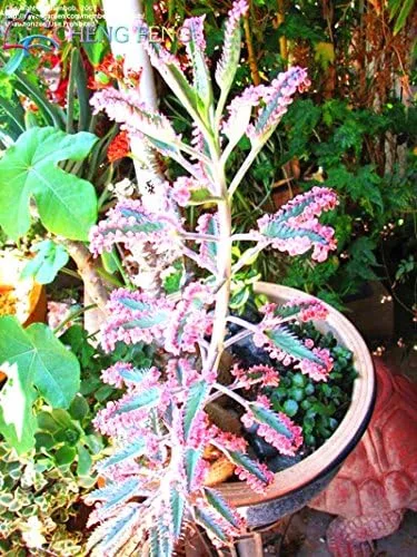 Miniatura 3 de Nuevas semillas frescas de planta Kalanchoe delagoensis azul 100pcs Generic
