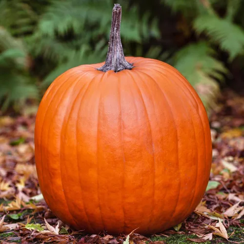 Miniatura 2 de Seed Needs Connecticut - Semillas de calabaza de campo para plantar 1 onza Cucurbita Pepo Heirloom semillas vegetales sin OGM Calabaza favorita