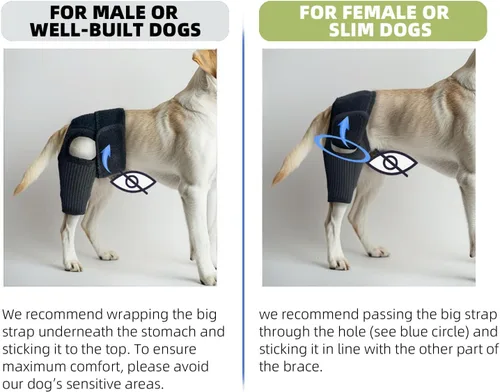 Miniatura 5 de Soportes de pierna de perro para pierna trasera, soporte de ACL para perro para desgarro y espalda, patas traseras desgarro de ACL, soporte