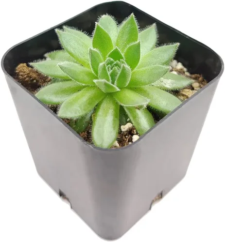 Miniatura 4 de Sempervivum Spring Beauty (2 pulgadas) - Planta suculenta saludable Sempervivum Live de fácil cuidado para interiores