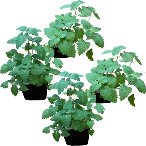 Miniatura 15 de Hierba aromática y comestible viva, lavanda (4 por paquete), potenciador natural del sueño, 6 pulgadas de alto por 4 pulgadas de ancho en 1 pinta