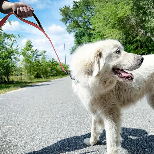 Miniatura 4 de Joytale - Correa resistente para perros grandes que tiran, doble asa para control de tráfico, correas reflectantes de doble cara para perros grandes