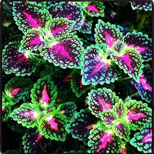 Miniatura 5 de 100 piezas de semillas de Coleus Rainbow Dragon para plantar, follaje vibrante, fácil de cultivar, planta perenne de sombra para jardín y macetas