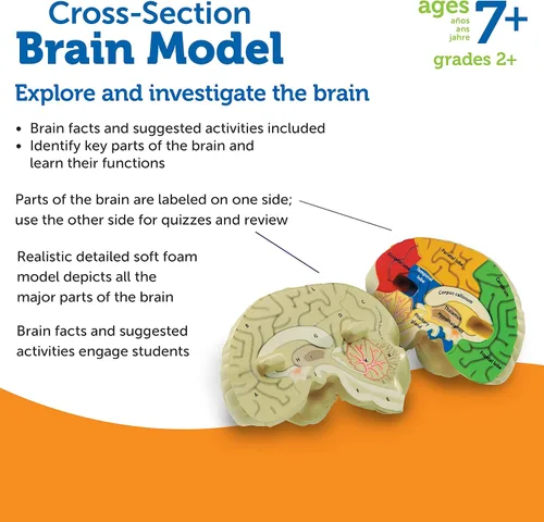 Miniatura 6 de Learning Resources, maqueta del cerebro con corte transversal