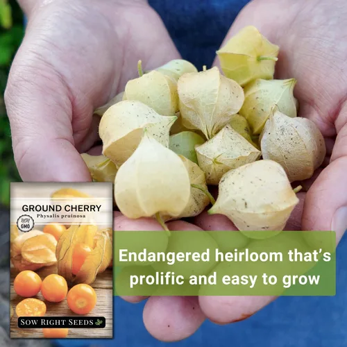Miniatura 5 de Sow Right Seeds - Semillas de cerezas de tierra para plantar - Paquete de reliquia sin OMG con instrucciones para plantar un jardín de verduras
