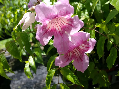 Miniatura 3 de Queen of Sheba Podranea Vine Planta tropical viva de gran crecimiento en expansión Scrambler Fragante Rosa Trompeta Flores Tamaño Starter Pot