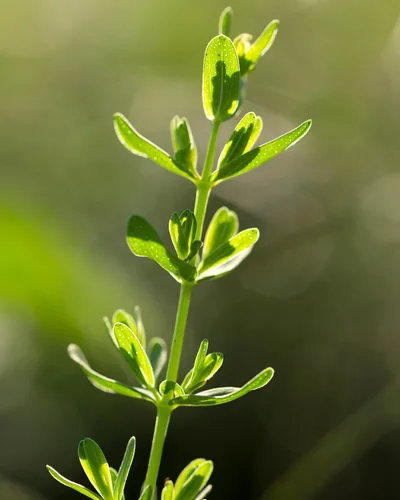 Miniatura 8 de Herb Pharm Extracto de hierbas líquido de hierba de San Juan: tintura que promueve el estado de ánimo positivo y el equilibrio emocional saludable