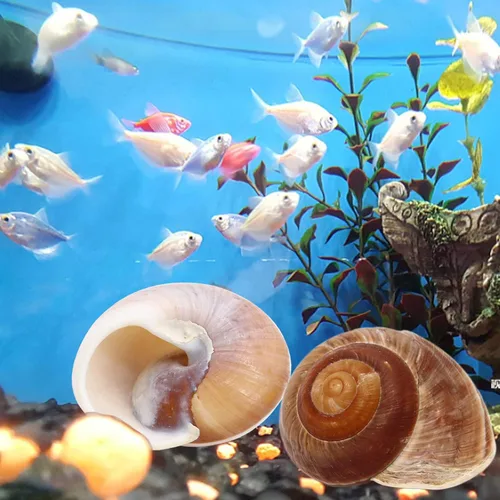 Miniatura 6 de Paquete de 4 conchas de cangrejo ermitaño grandes, caracol de muffin, turbo, caracol gigante de tierra Casa de cangrejo ermitaño para decoración