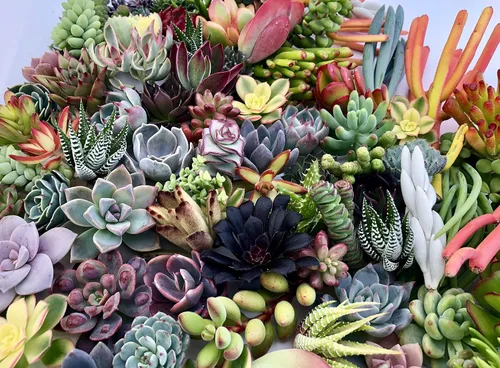 Miniatura 3 de 10 esquejes surtidos de suculentas vivas, no hay 2 suculentas iguales, ideal para terrarios, mini jardines y como plantas de inicio por The