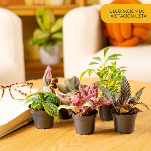 Miniatura 2 de Costa Farms Plantas vivas mini de interior en macetas de plástico, fáciles de mantener, plantas de interior purificadoras de aire, decoración