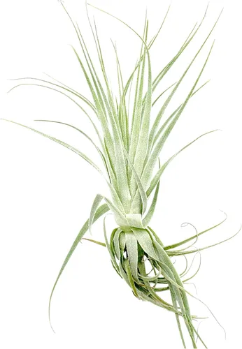 Miniatura 9 de Planta aérea viva - Tillandsia Gardneri 5-7" - ragnaroc Planta tropical de interior rara para coleccionistas - Llegada viva garantizada - Plantas