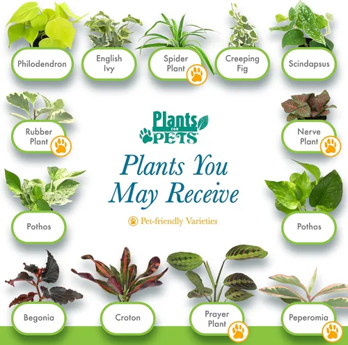 Miniatura 4 de Plantas de interior vivas fáciles de cultivar (paquete de 6), colección de lujo de plantas de interior purificadoras de aire, peperomia, plantas