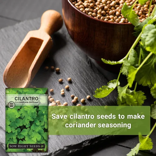 Miniatura 5 de Sow Right Seeds - Semillas de cilantro para plantar - Paquete de reliquia sin OMG con instrucciones para cultivar un jardín de hierbas de cocina