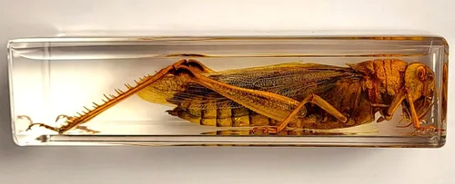 Miniatura 38 de 44mm Hormiga gigante tropical real en resina de lucita transparente cristalina, espécimen preservado Pseudoneoponera Rufipes, taxidermia