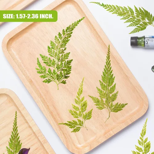 Miniatura 7 de ALJ Hojas de helecho secas reales, 42 hojas de helechos prensadas amarillas naturales para arte de resina, decoración de adornos de manualidades