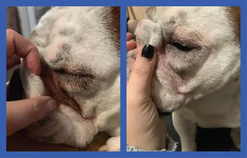 Miniatura 9 de Squishface Pasta antiarrugas – Bulldog, bulldog francés, pug, bulldog inglés – Limpia arrugas, manchas de lágrimas, bolsillos de cola y patas