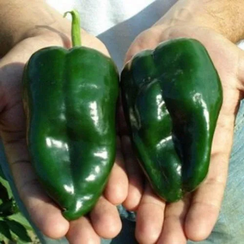Miniatura 2 de 80 semillas de pimiento poblano ancho, orgánicas, reliquia, sin OMG, semillas siempre frescas, semillas de siembra para huerto doméstico