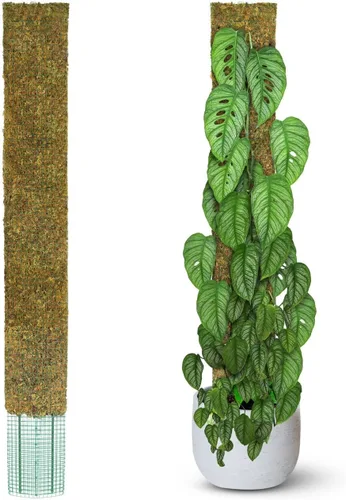 Miniatura 9 de DUSPRO Poste no doblable de 59 pulgadas para plantas trepadoras grandes, poste de musgo grande para Monstera, estacas para plantas