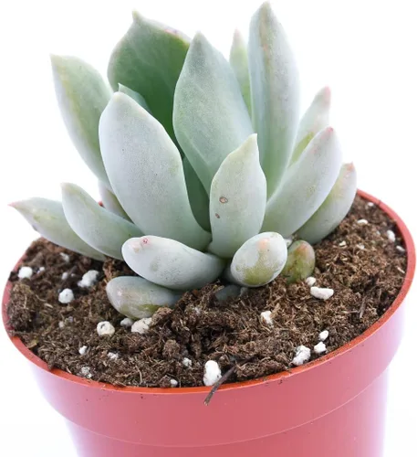 Miniatura 2 de Planta suculenta Echeveria viva - Suculenta Echeveria de 4 pulgadas totalmente arraigada (Echeveria Machette)