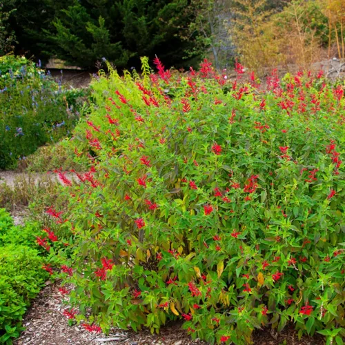 Miniatura 6 de 2 plantas vivas de salvia vibrante, plantas de salvia perennes fragantes vivas para plantación de primavera, plantación de verano, de 5 a 10