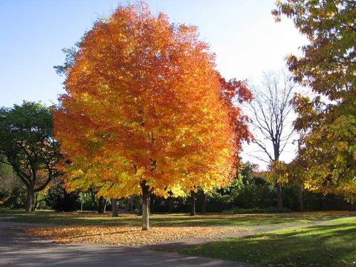 Miniatura 2 de Arce de azúcar americano, árbol nativo hace jarabe de arce, planta viva enviada de 2 a 3 pies de alto por DAS Farms