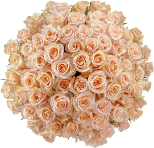 GlobalRose Ramo de 100 Rosas Melocotón - Rosas de Origen Responsable Flores Frescas - Ramo Fresco de Flores Seleccionadas a Mano para Graduación,