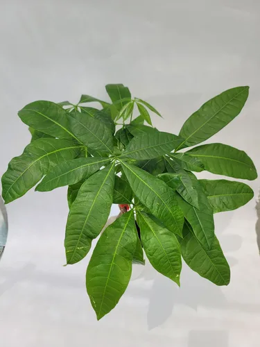 Planta viva trenzada de árbol chino del dinero, ahora disponible en maceta geométrica de riego automático, Pachira Aquatica, árbol bonsái vivo,