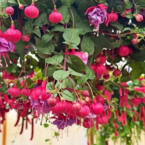 Miniatura 3 de 200 semillas fucsias perennes colgantes, planta bonsái para interiores y exteriores, planta de jardín ornamental fácil de cultivar para balcón