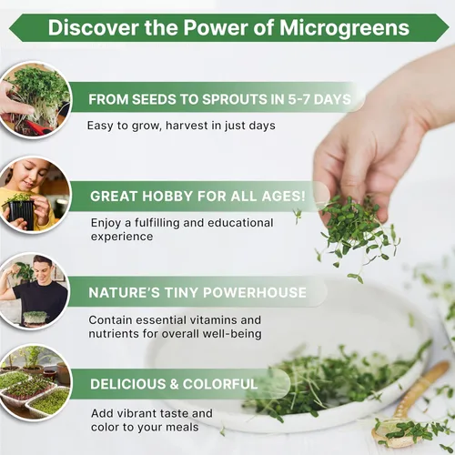 Miniatura 4 de Organo Republic Semillas de germinación de rúcula y microgreens – 55,000 semillas de reliquia sin OMG, brotes en bolsa resellable de 4 onzas