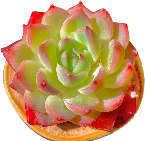 Miniatura 16 de Echeveria Agavoides Romeo - Plantas suculentas vivas raras, planta roja de 1 cabeza de 2.7 pulgadas, raíz desnuda sin tierra para maceta, escritorio