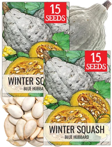 Miniatura 31 de Seed Needs Semillas de calabacín para plantar calabaza de verano Black Beauty, sin OMG, reliquia y sin tratar, rendimientos prolíficos de deliciosos