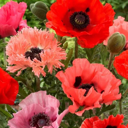 Miniatura 7 de Semillas mixtas de amapola para plantar, más de 10000 semillas de amapola de California de polinización abierta, sin OMG